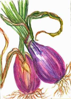 "Garden Gems - Onions" by Sandy Kessel, East Troy WI - Watercolor